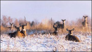 Deer in winter snow, Prairie Dog SP, Kansas