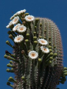 blooming-saguaro