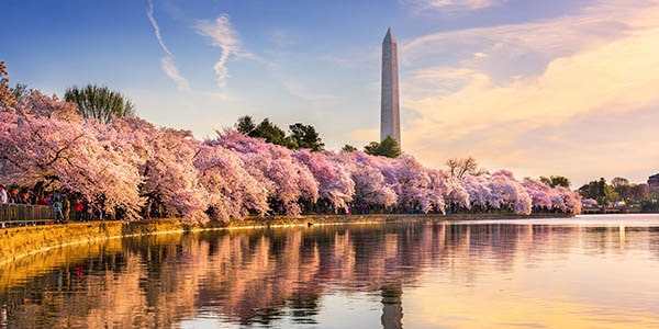 Cherry blossoms bloom along the banks of a pond with the obelisk-shaped Washington Monument in the background.