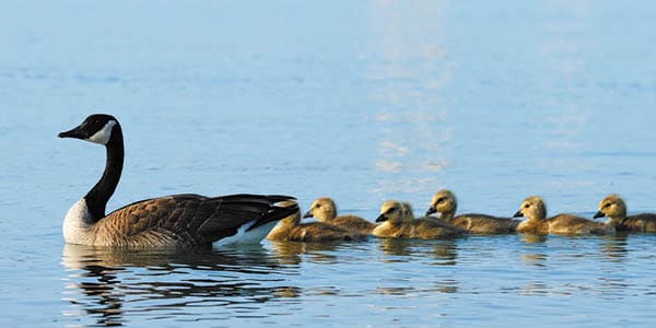A mother duck swims at the front of a line of 6 ducklings.