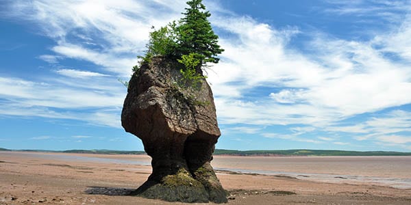 A flower pot rock formation on the coast.