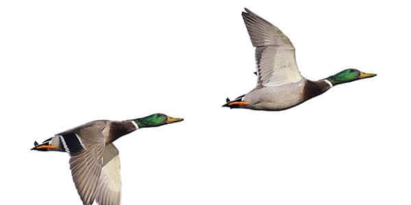 A pair of mallard ducks take wing against a white background.