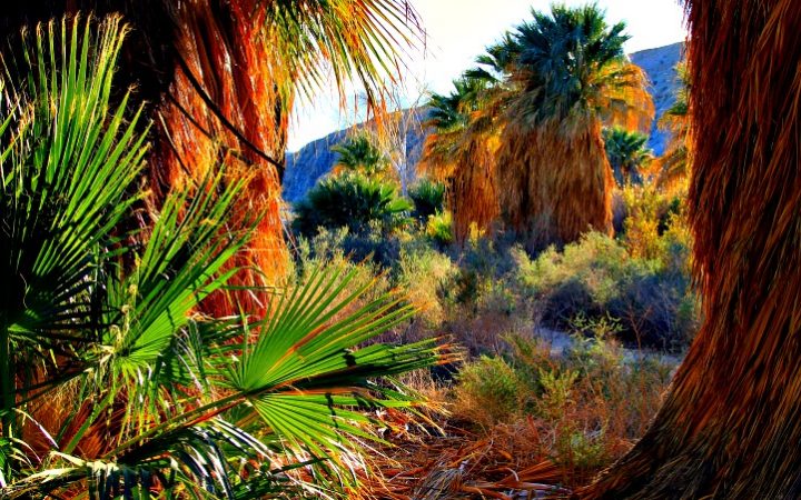 Coachella Valley Preserve is a beautiful attraction especially if you like to hike. © Rex Vogel, all rights reserved