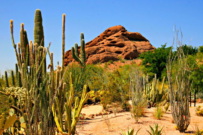 Desert Botanical Gardens at Papago Park in Phoenix. © Rex Vogel, all rights reserved