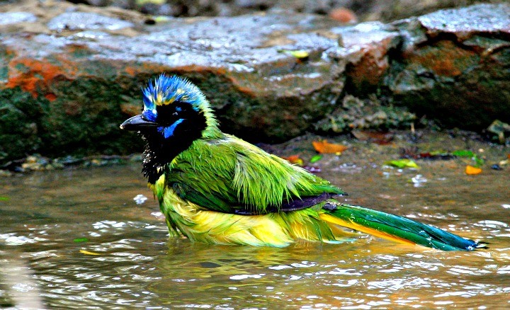 Green Jay at the Bentsen-Rio Grande Valley State Park/World Birding Center south of Mission. © Rex Vogel, all rights reserved