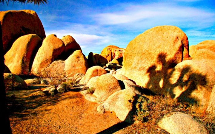 Late afternoon shadows enhance the beauty of Joshua Tree. © Rex Vogel, all rights reserved