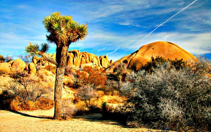 Related to the yucca bush, the Joshua tree was named by Mormon pioneers heading west. © Rex Vogel, all rights reserved