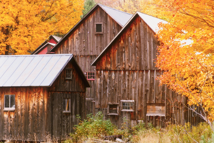 Rustic Farm Buildings in Autumn Trees