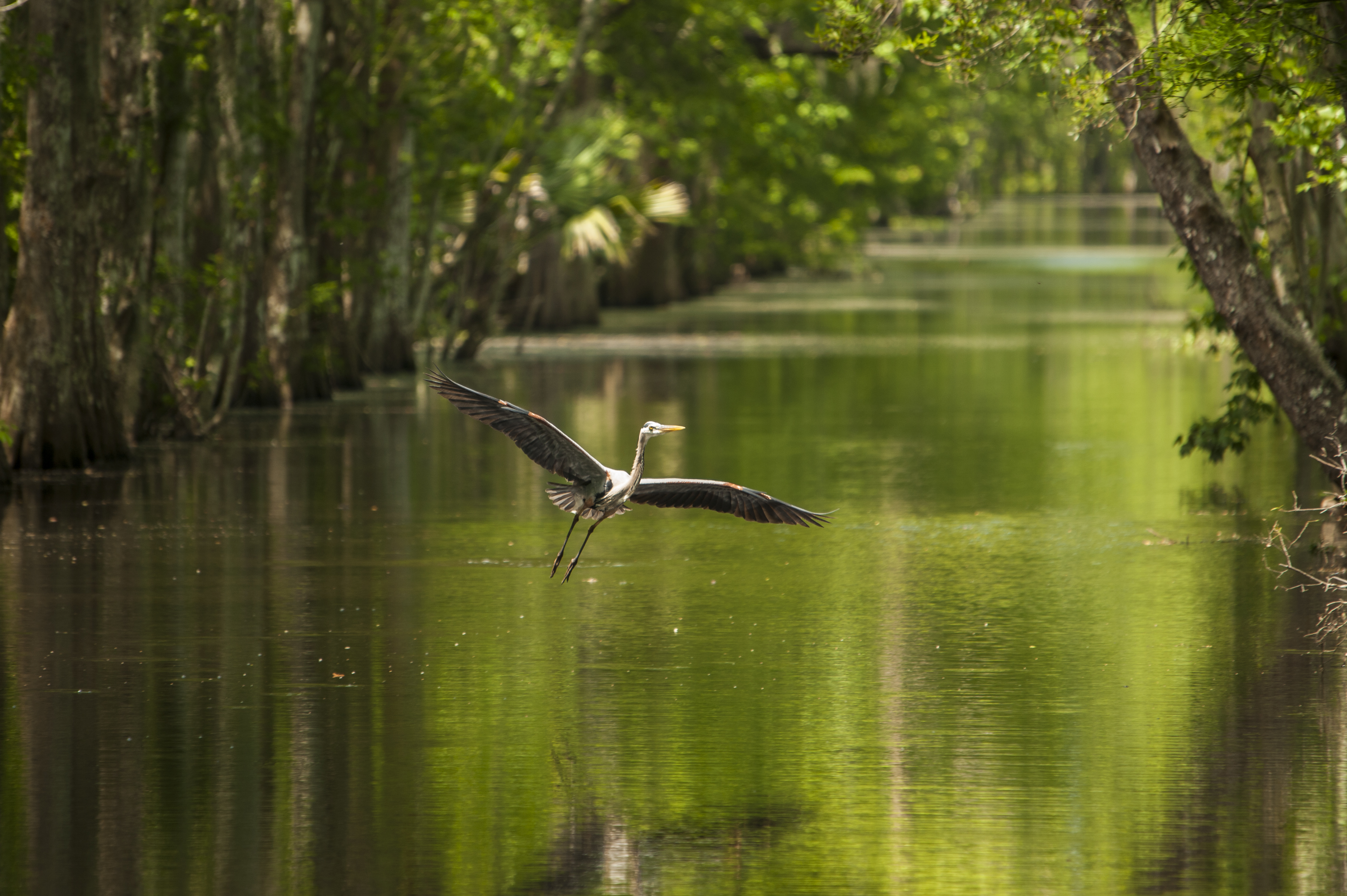 Swamps Houma Louisiana