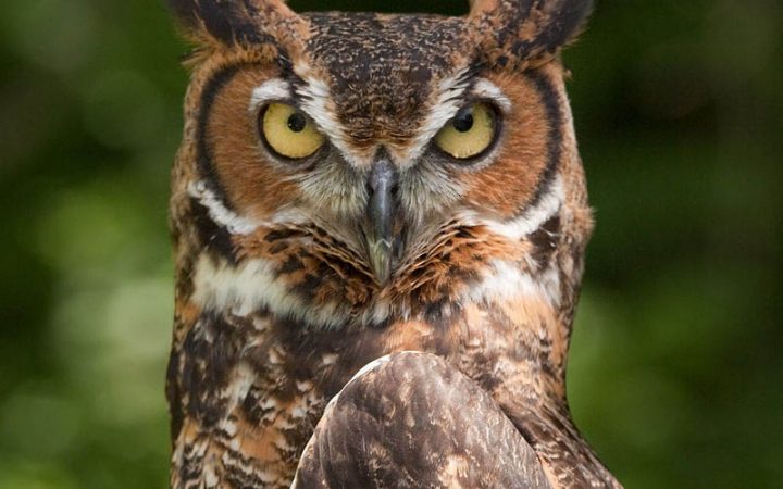 rv owl prowl