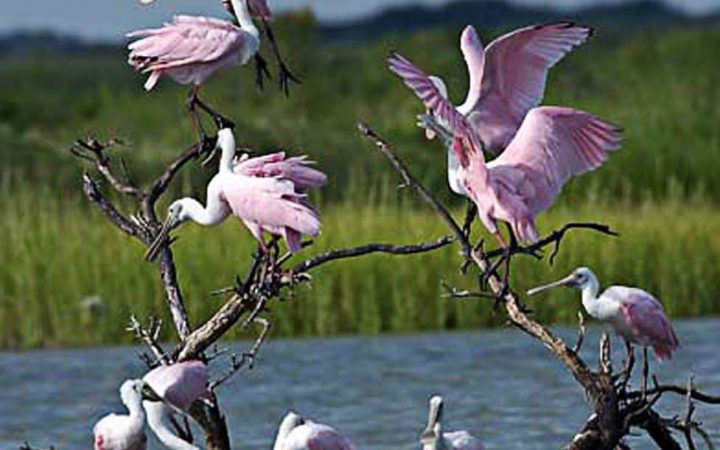 Port Aransas - Spoonbill birds