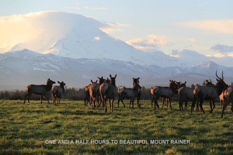 Midway RV Park - horses at Mount Rainer