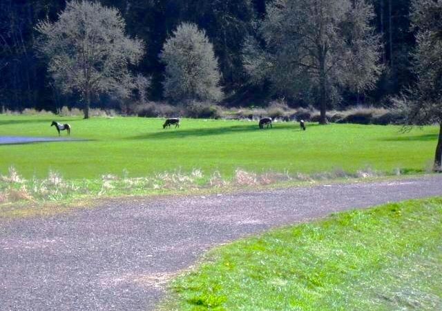 Brookhollow RV Park - wildlife on grounds