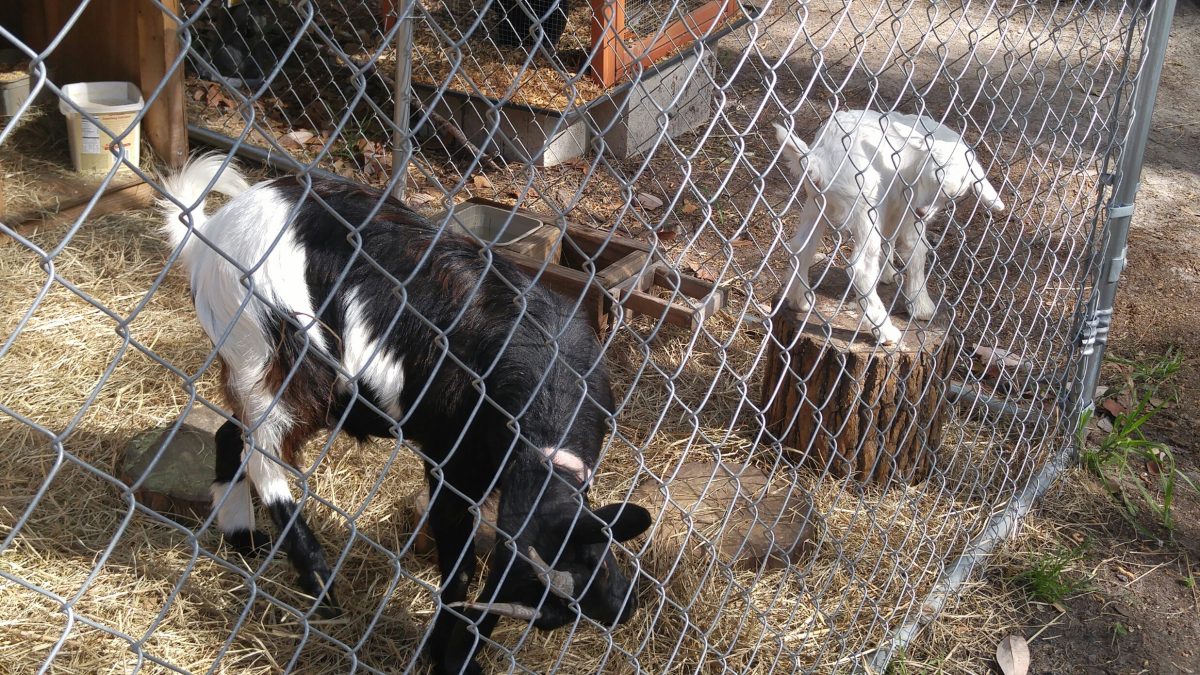 Jacksonville North/St. Mary's KOA - petting zoo goats
