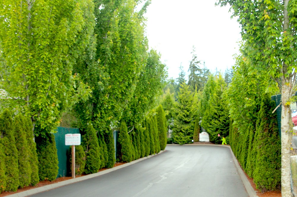 Maple Grove RV Resort - tree-lined entry way