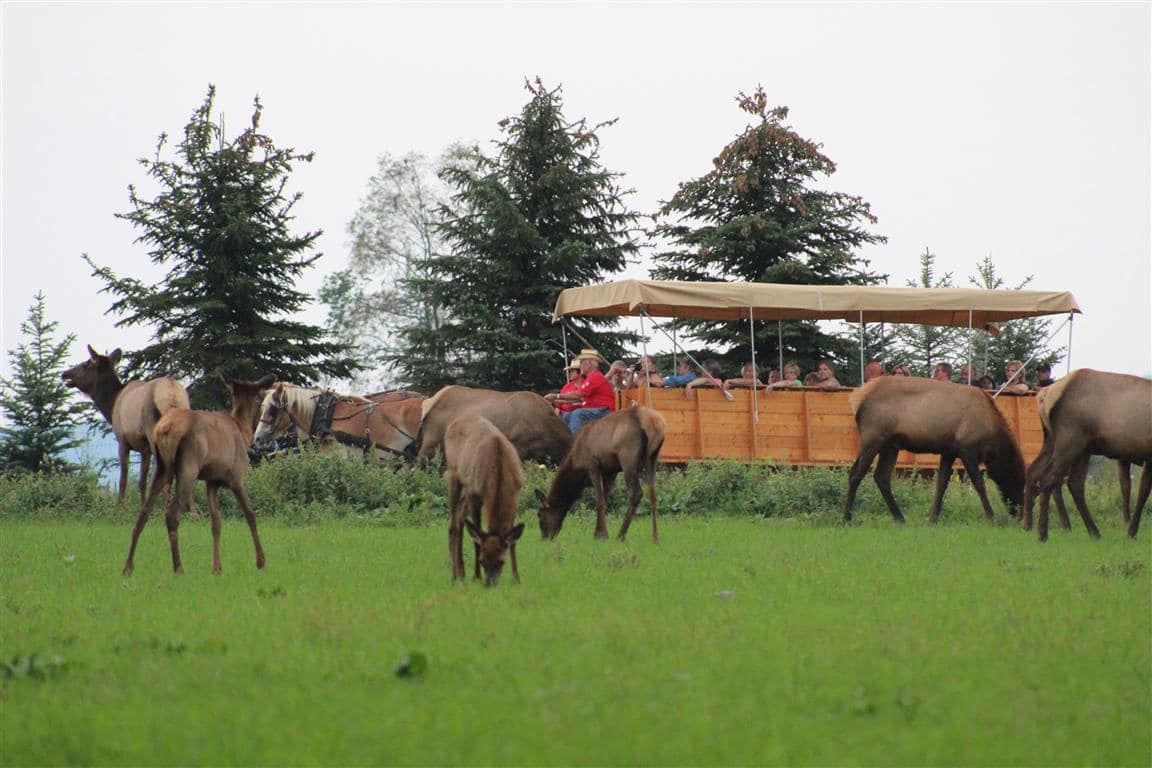 Woodland Campground - elk