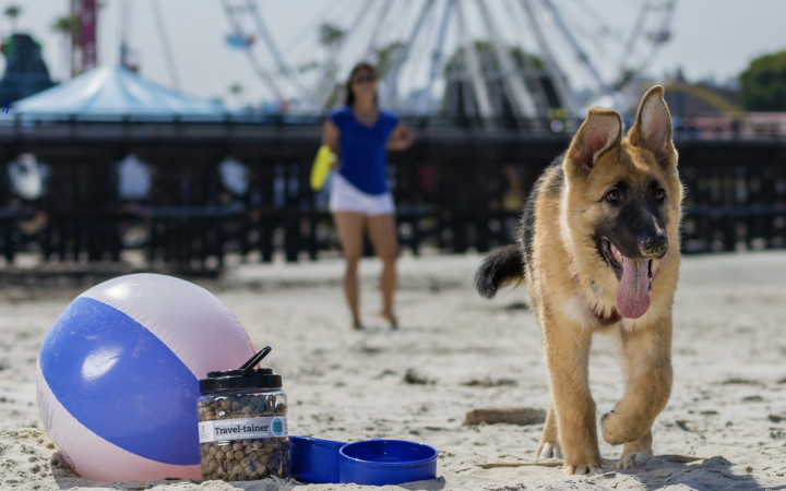 German Shepard dog on the beach