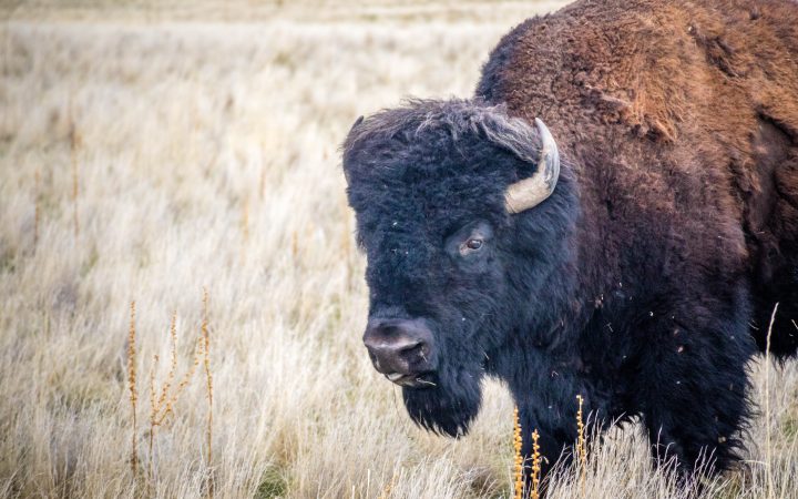 American Bison in the field of Antelope Island State Park, Utah