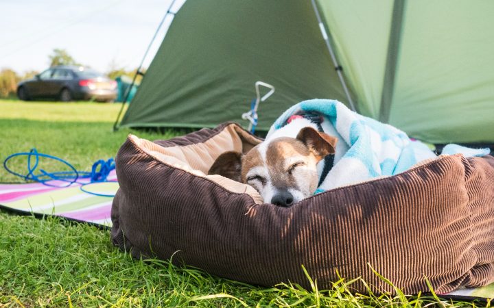 jack russell dog sleeping on bed grass