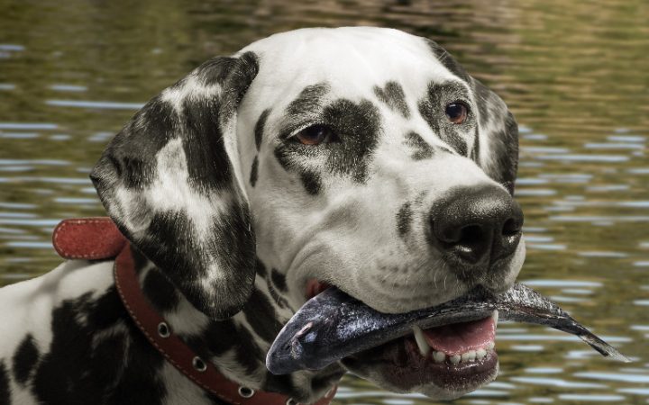 dog with fish in creek
