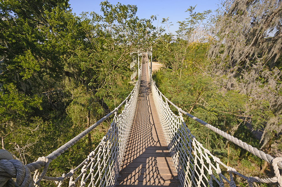 A canopy walk stretches across a Subtropical Forest in the Santa Ana Wildlife Refuge.