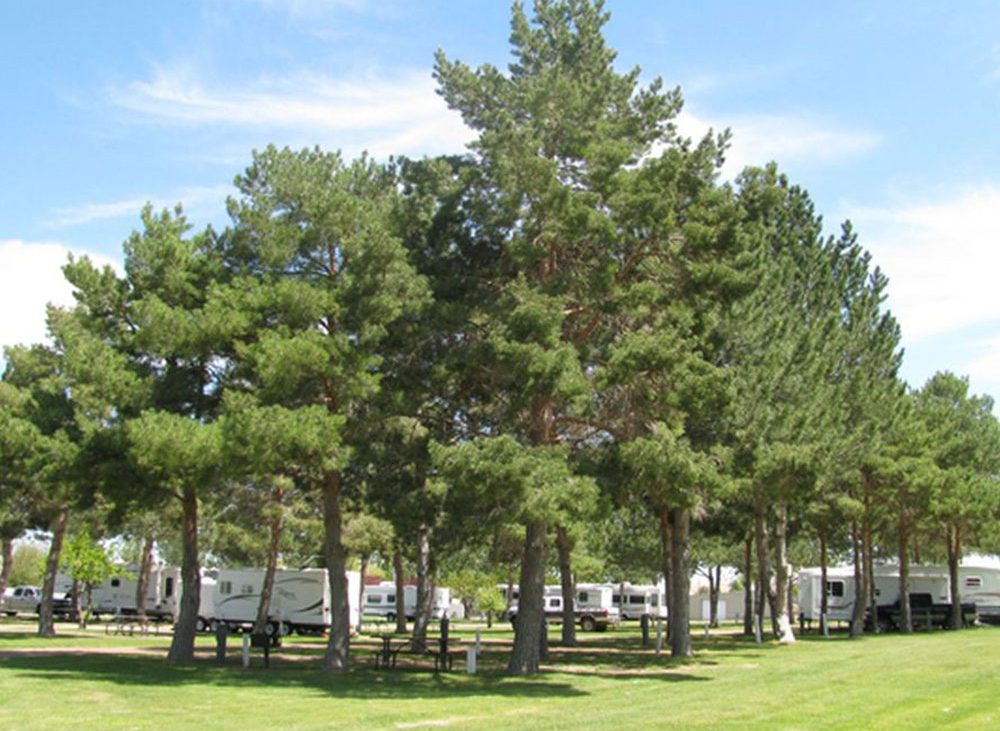 Large leaved trees surrounding RVs at Anderson Camp