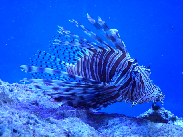 Tropical fish deep swimming in the sea