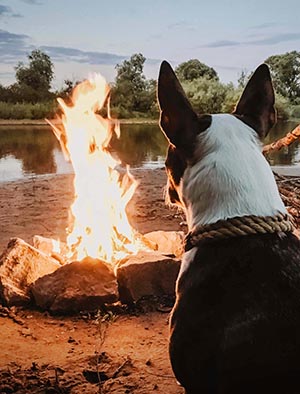 A dog basks in the warmth of a campfire.