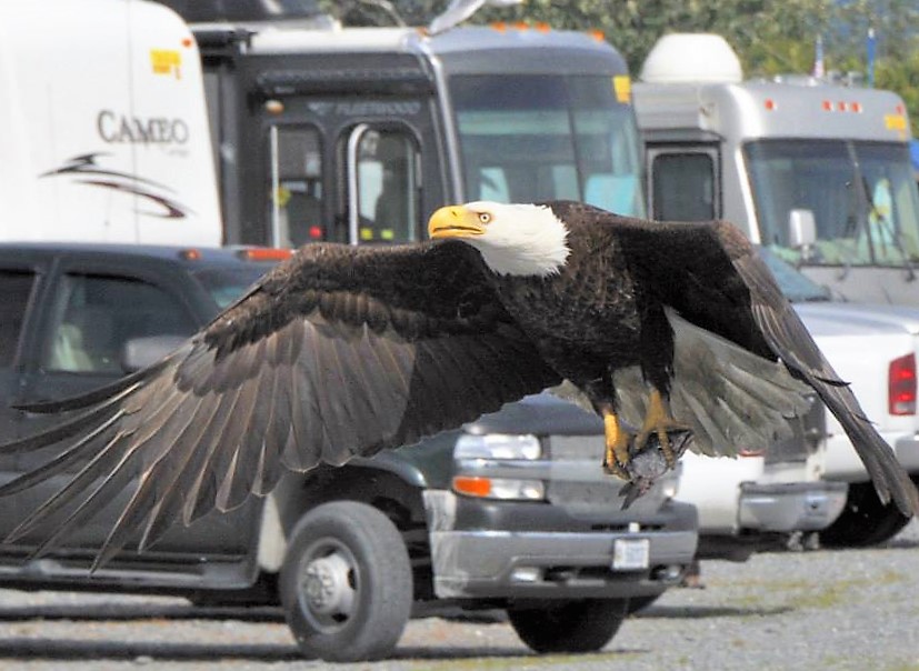 Close Up of Eagle flying in front of RV at RV Park