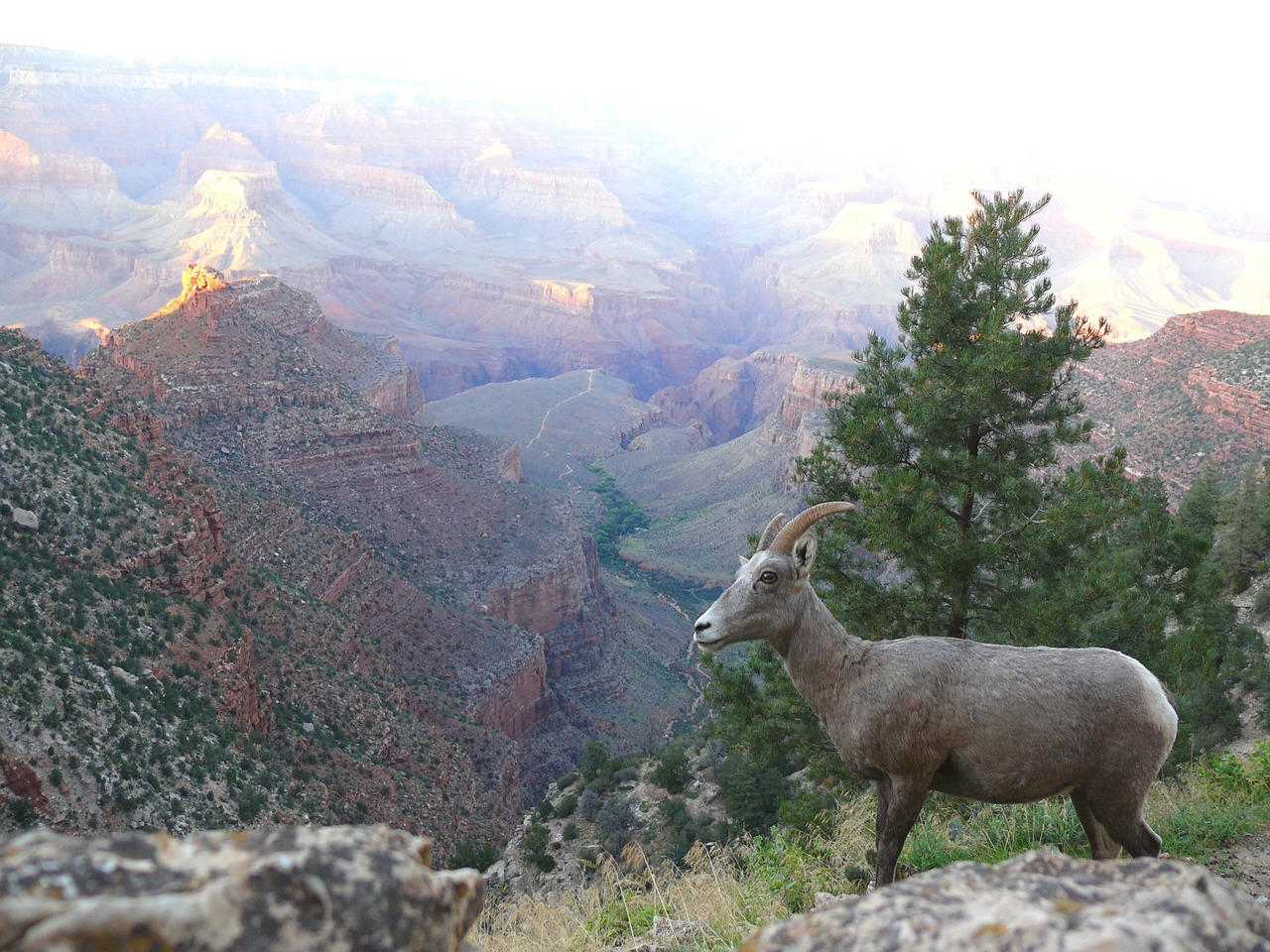Mountain sheep navigates a slope overlooking the Grand Canyon.