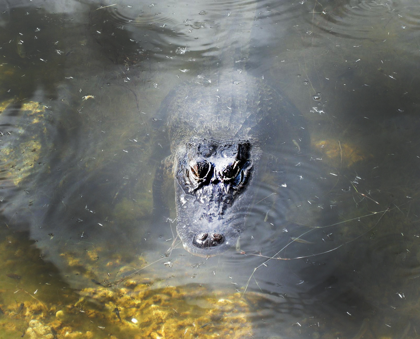 An alligator lurks in the Blue Hole in Big Pine Key.