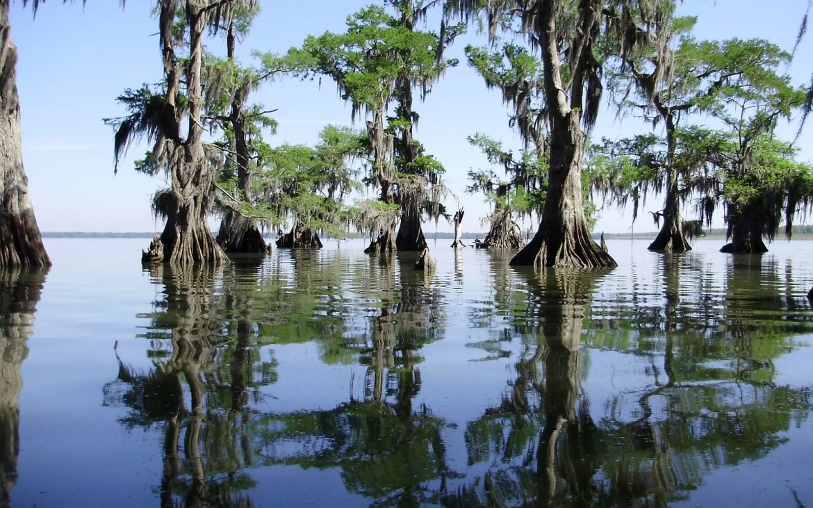 Trees in water in Louisiana swampland
