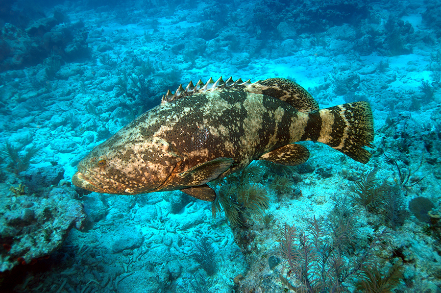 A goliath grouper swimming close to the ocean floor in Dry Tortugas National Park.