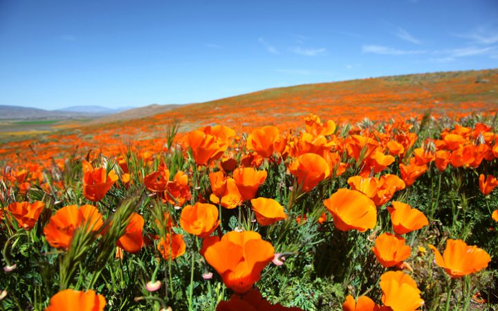 California Poppys on side of hill