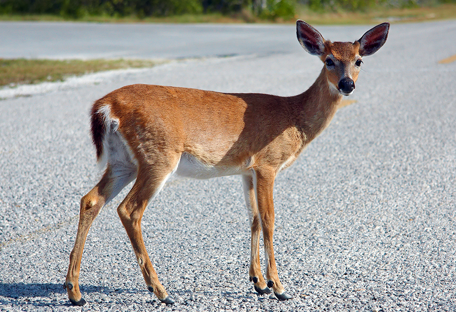 A Key deer on a roadway in Big Pine Key, Florida, a common animal encounter.