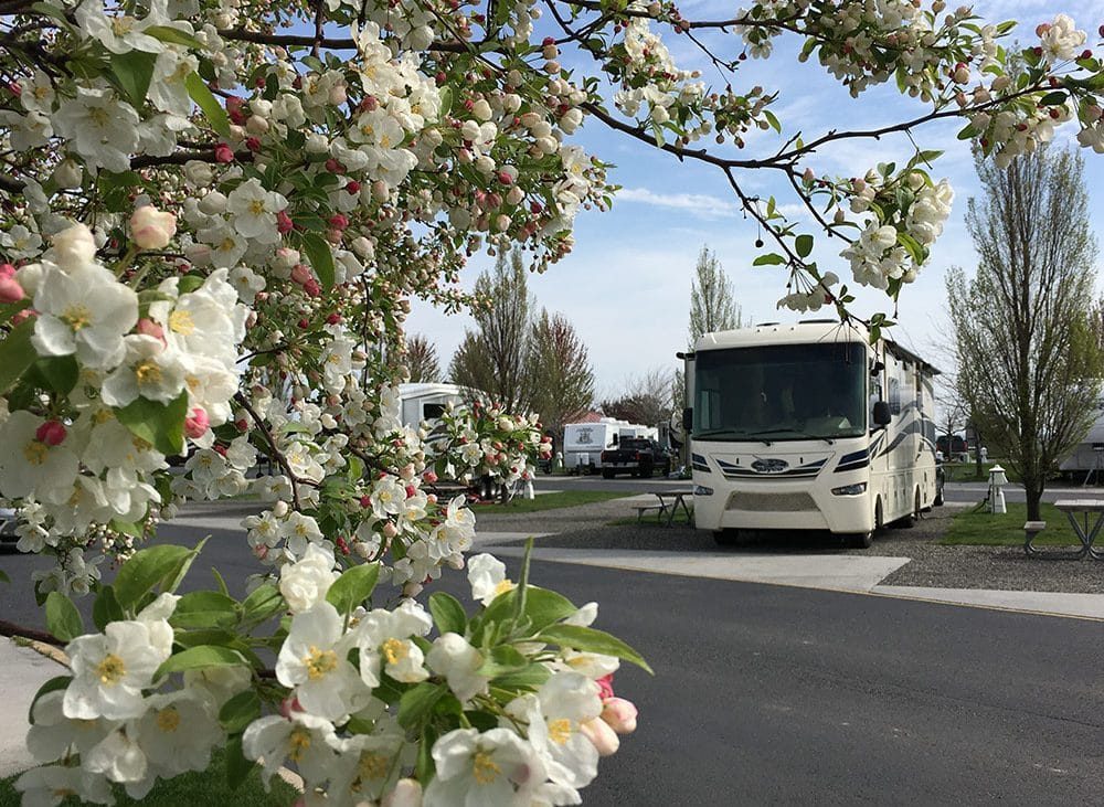 Large RV parked behind budding cherry blossom tree