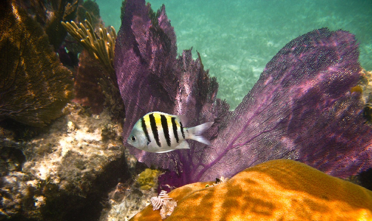 A fish swimming in a reef habitat.