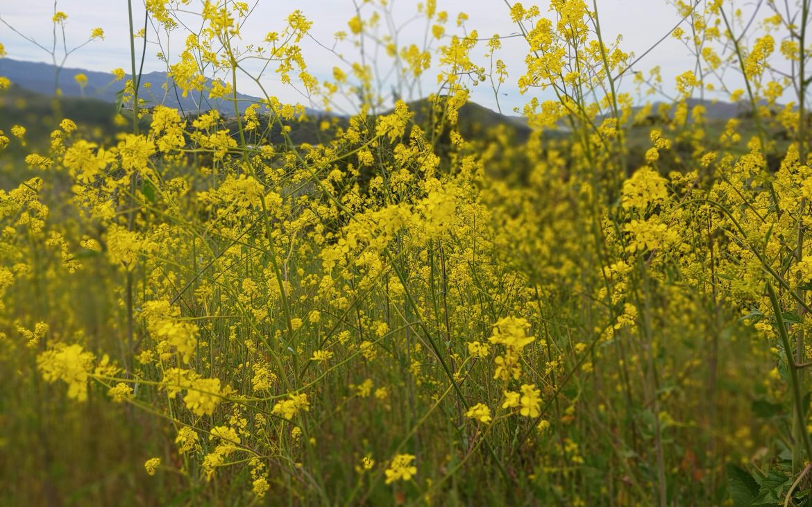 Close up of yellow wildflowers