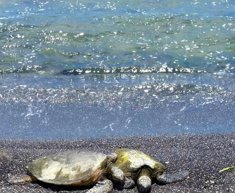 Green sea turtles on edge of water laying on sand
