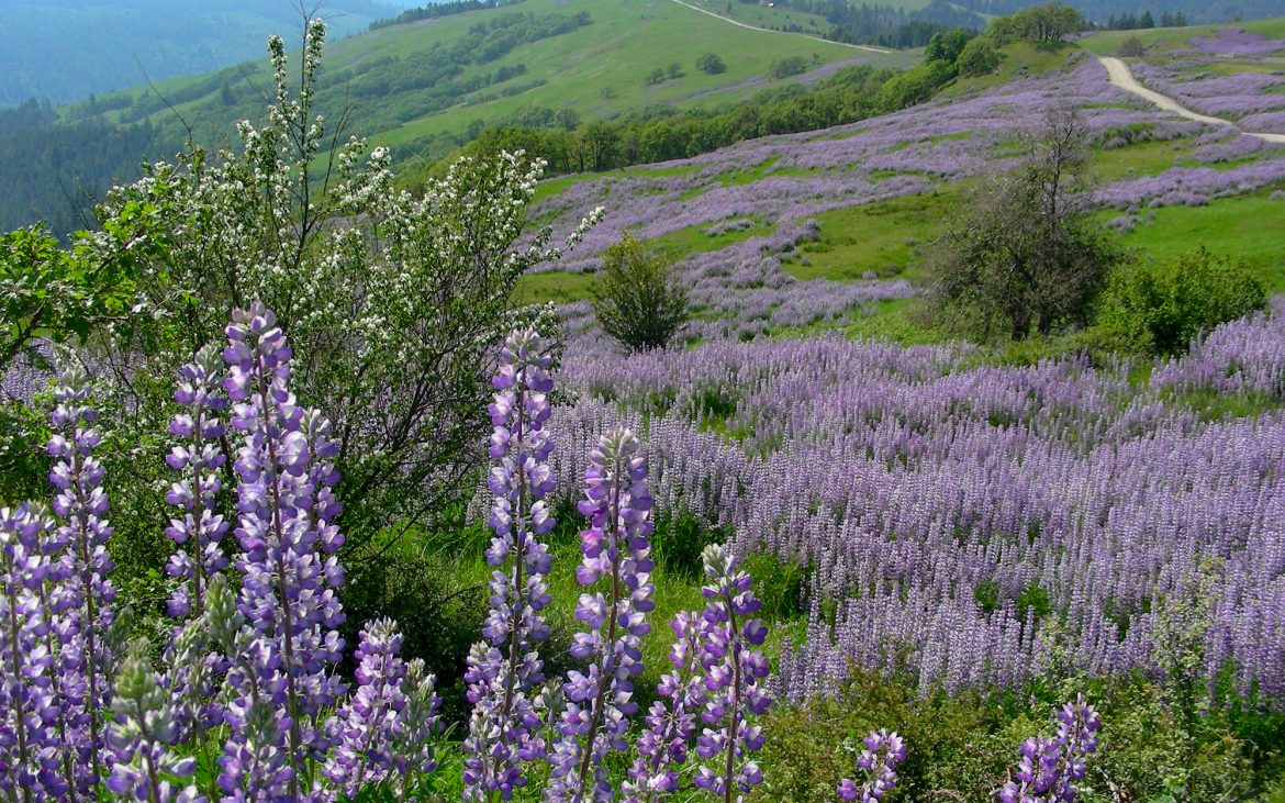 Lupine lavender and purple long flower bloom on green hills in Redwood National Park