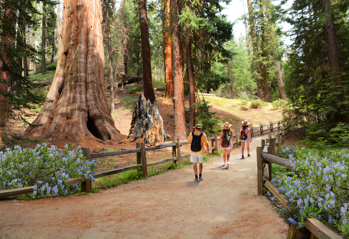 People on hiking trip in the forest. Family exploring sequoia trees. General Grant Tree Trail, Kings Canyon National Park