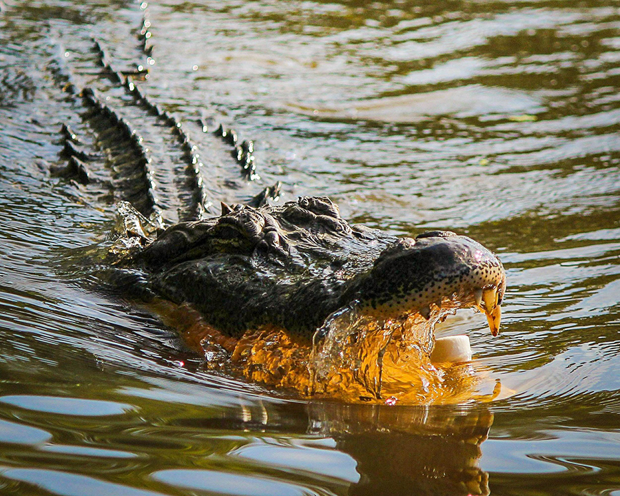 A gator lurks on the surface of a swamp. 
