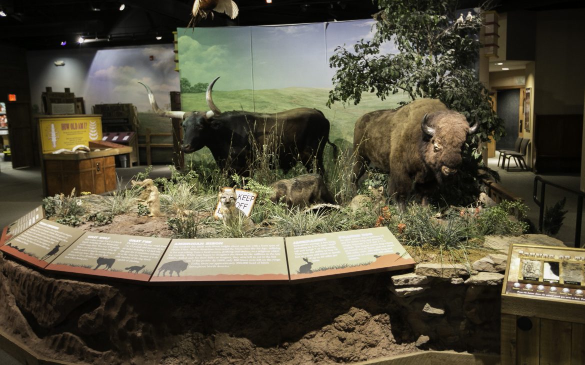 Museum display of Buffalo