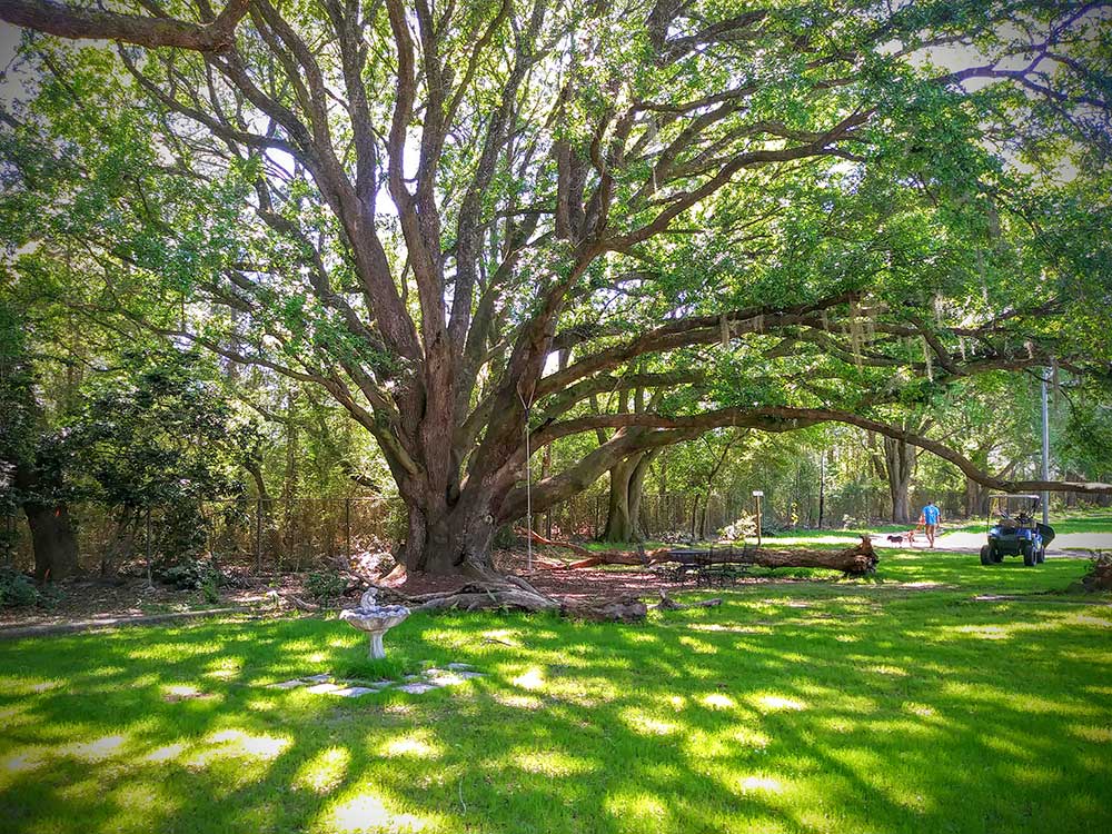 A massive tree extends shady branches for guests at Alabama Coast Campground, a new Good Sam Park