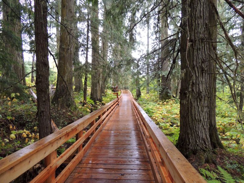 A wooden walkway stretches through an ancient forest near Prince George.