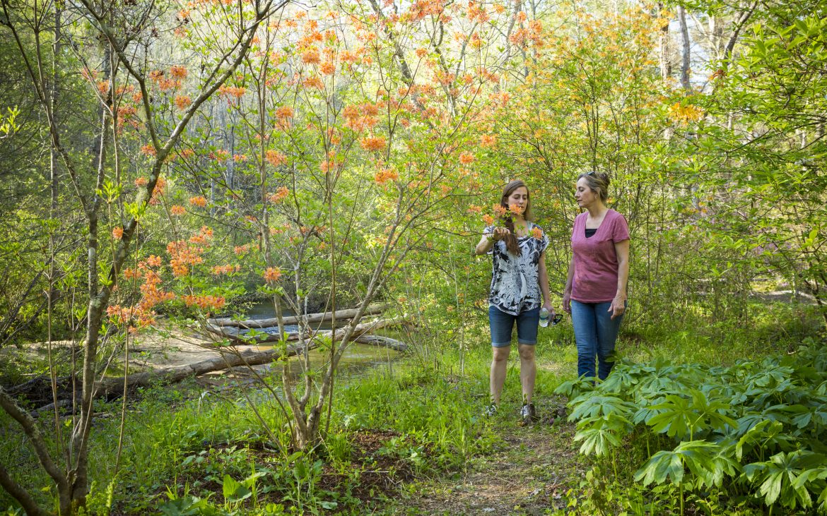 Two ladies hiking in beautiful gardens with azaleas