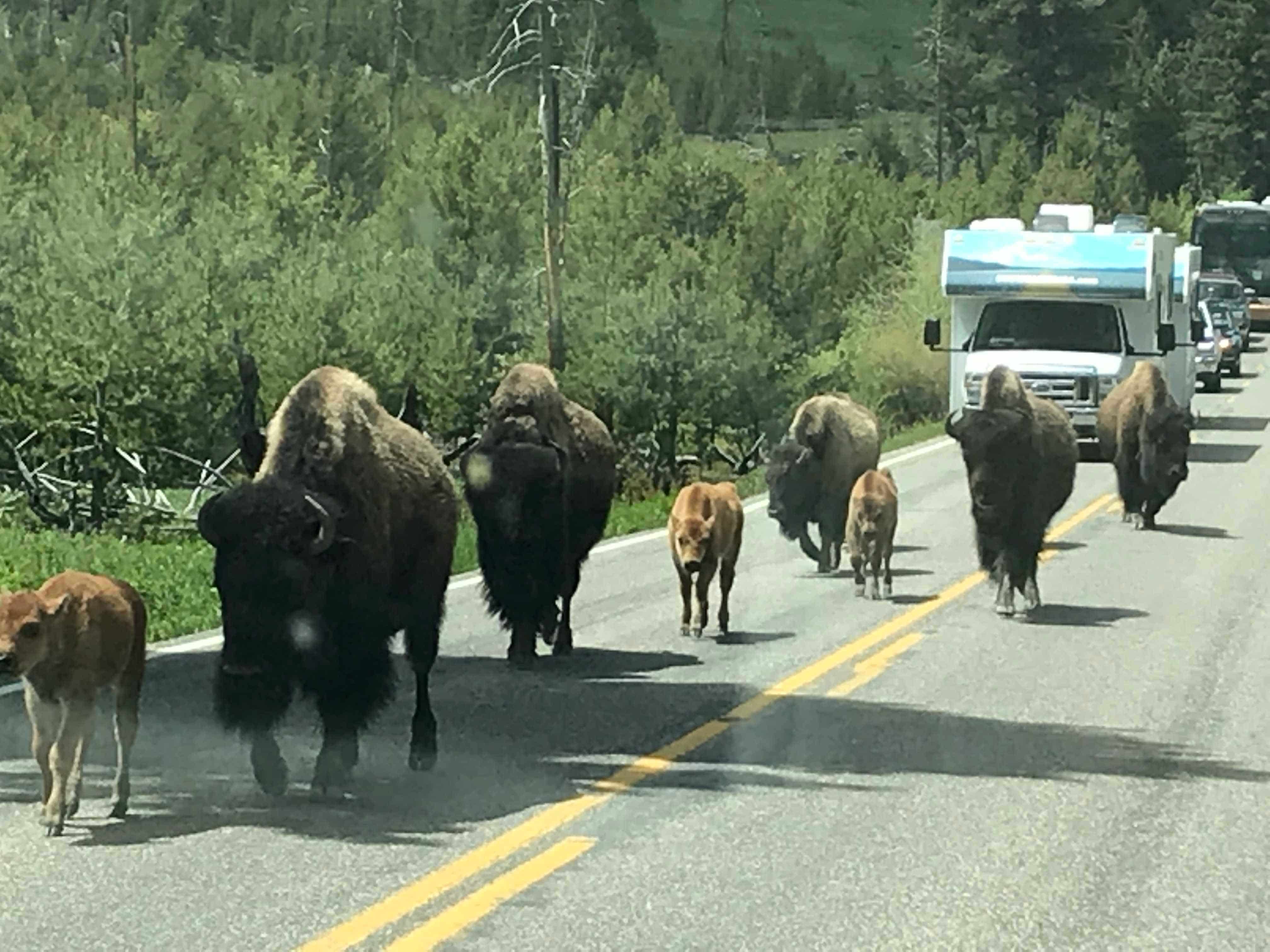 Bison block traffic as they amble along a road in Yellowstone National Park. 