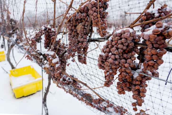 Snow covered grapes