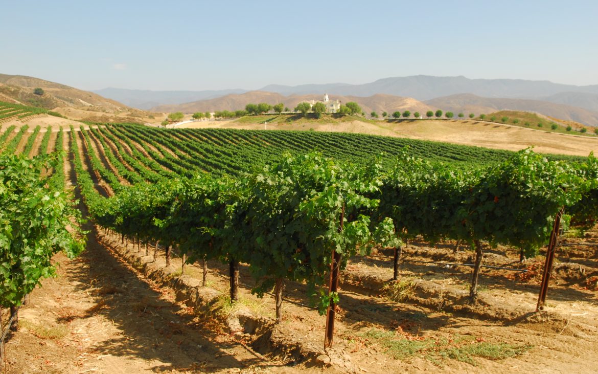 Lush green wine vineyards in Temecula