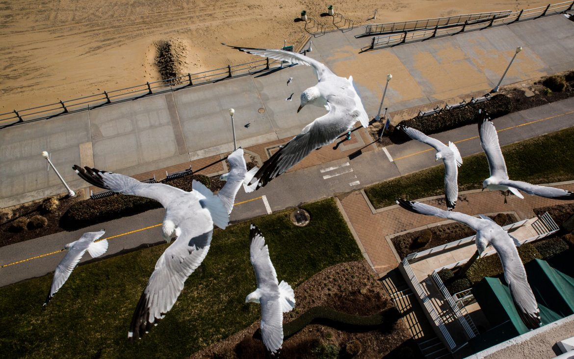 Seagulls fly over the boardwalk at Virginia Beach